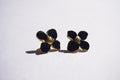 Broquel flor negro